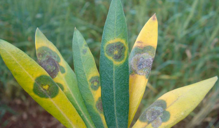 Maladie De L Oeil De Paon Chez L Olivier