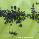 Puceron noir des agrumes-colonnie sur feuille avec fourmis