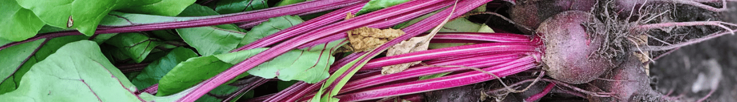 betterave_jardin_des_plantes